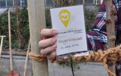 Schneiders Späte Knorpelkirsche (Kirsche), gepflanzt für Hugo Kreusel